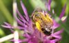 Halictus sp.